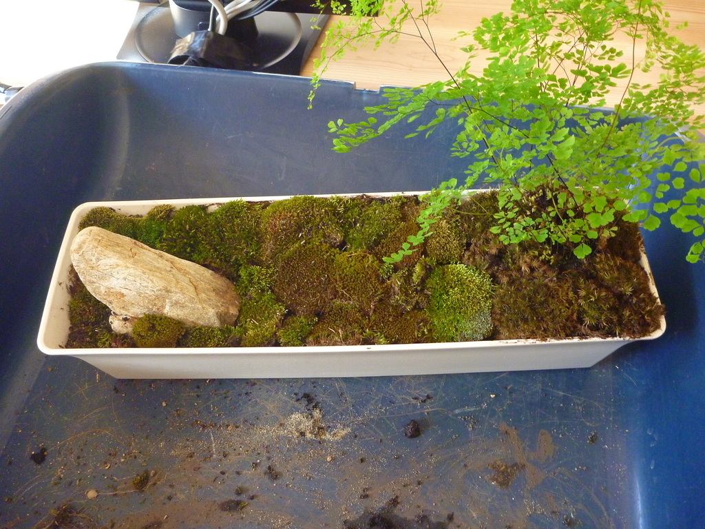 f:id:verandarosegarden:20190221095820j:plain f:id:verandarosegarden:20190221095820j:plain