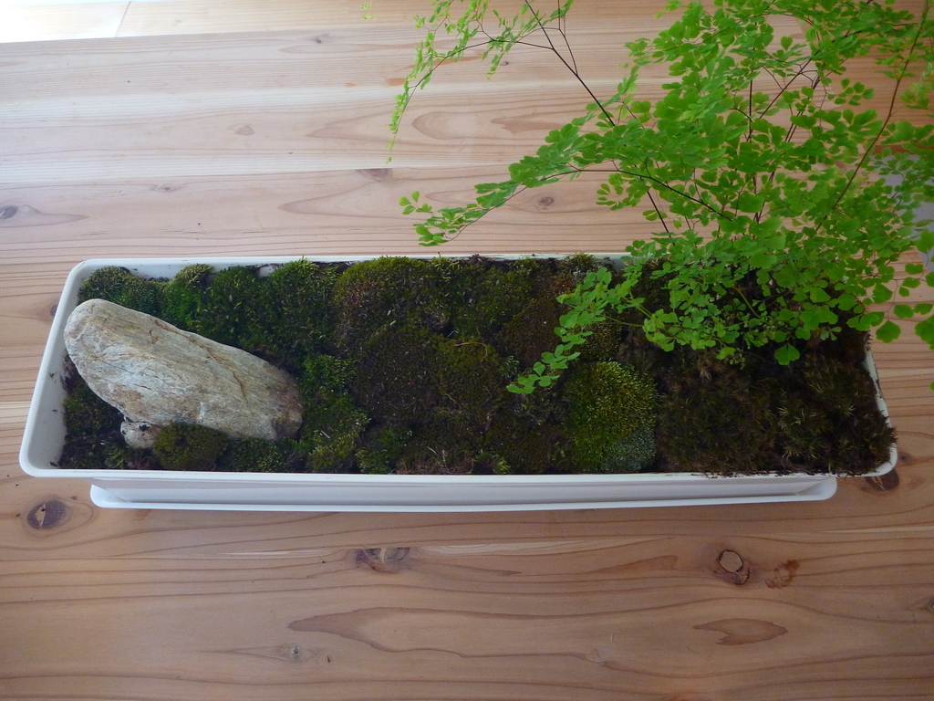 f:id:verandarosegarden:20190221100132j:plain f:id:verandarosegarden:20190221100132j:plain