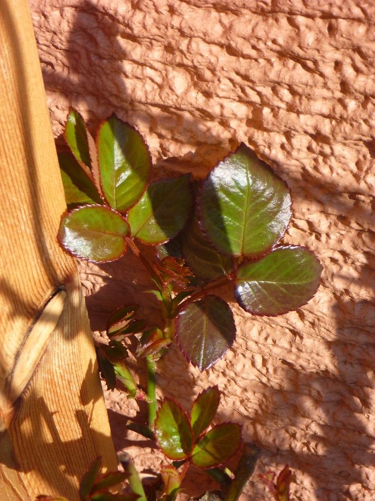 f:id:verandarosegarden:20190305095122j:plain f:id:verandarosegarden:20190305095122j:plain