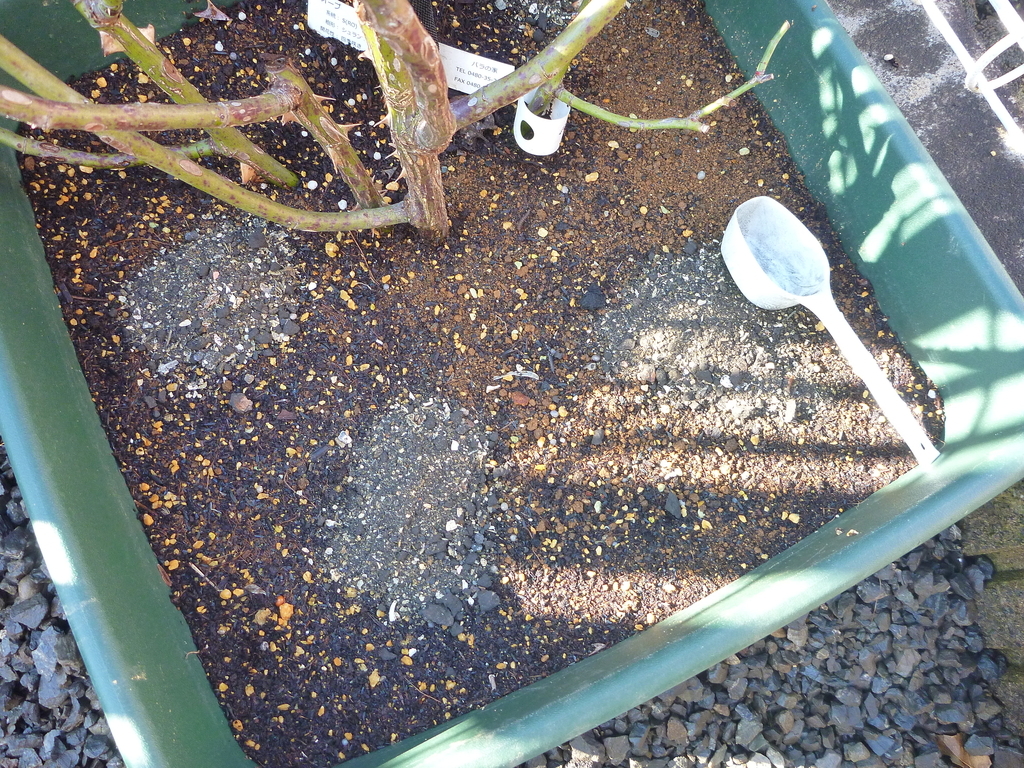 f:id:verandarosegarden:20190305095551j:plain f:id:verandarosegarden:20190305095551j:plain