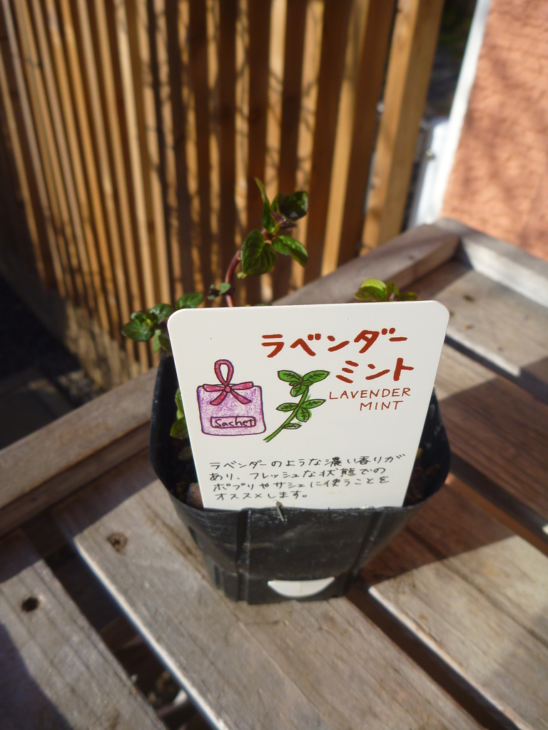 f:id:verandarosegarden:20190312091005j:plain f:id:verandarosegarden:20190312091005j:plain