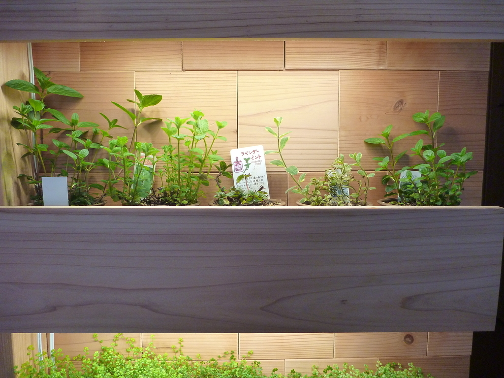 f:id:verandarosegarden:20190312091242j:plain f:id:verandarosegarden:20190312091242j:plain