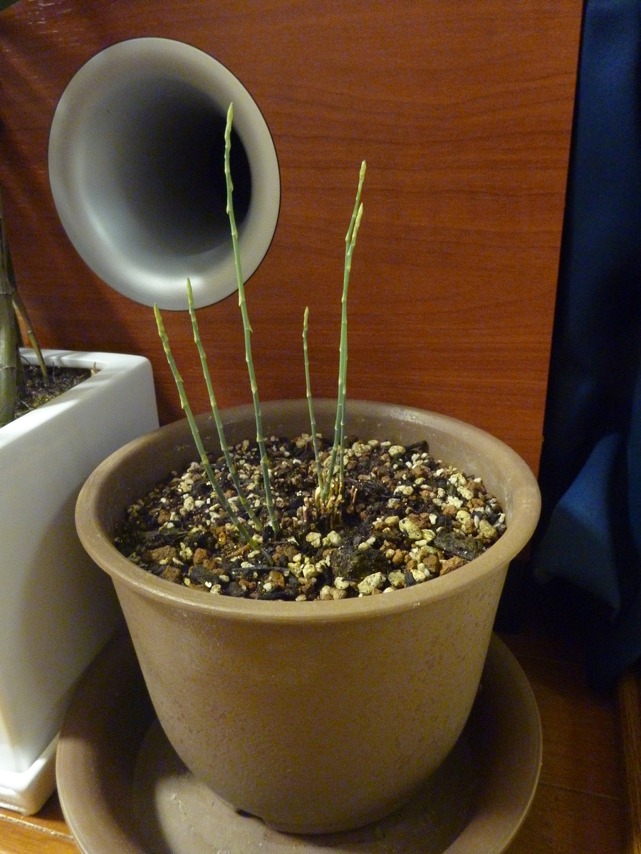 f:id:verandarosegarden:20190318211358j:plain f:id:verandarosegarden:20190318211358j:plain