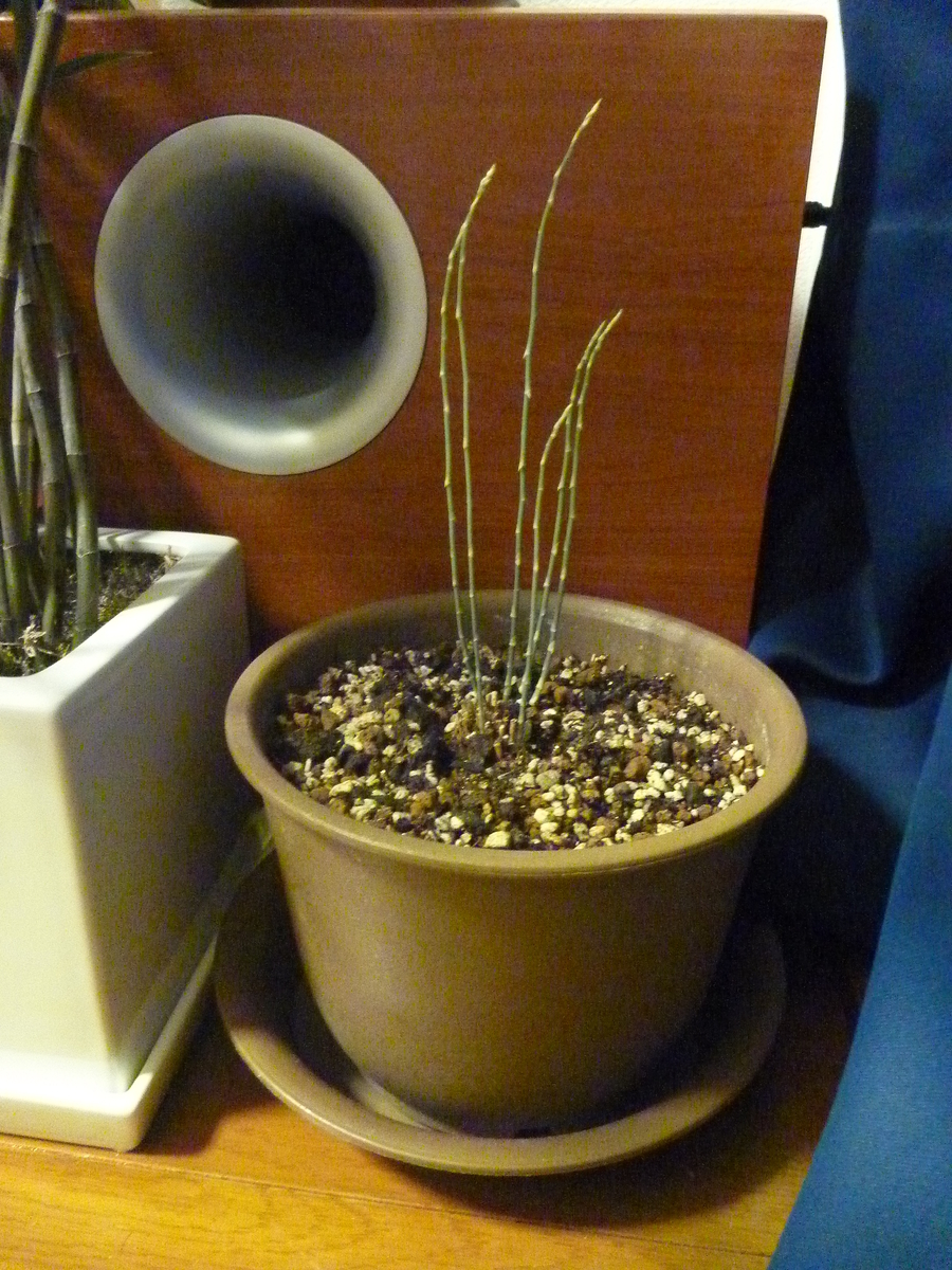 f:id:verandarosegarden:20190318211456j:plain