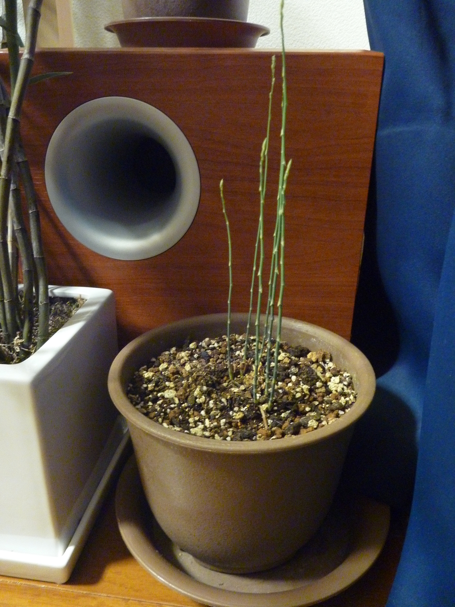 f:id:verandarosegarden:20190318211656j:plain f:id:verandarosegarden:20190318211656j:plain