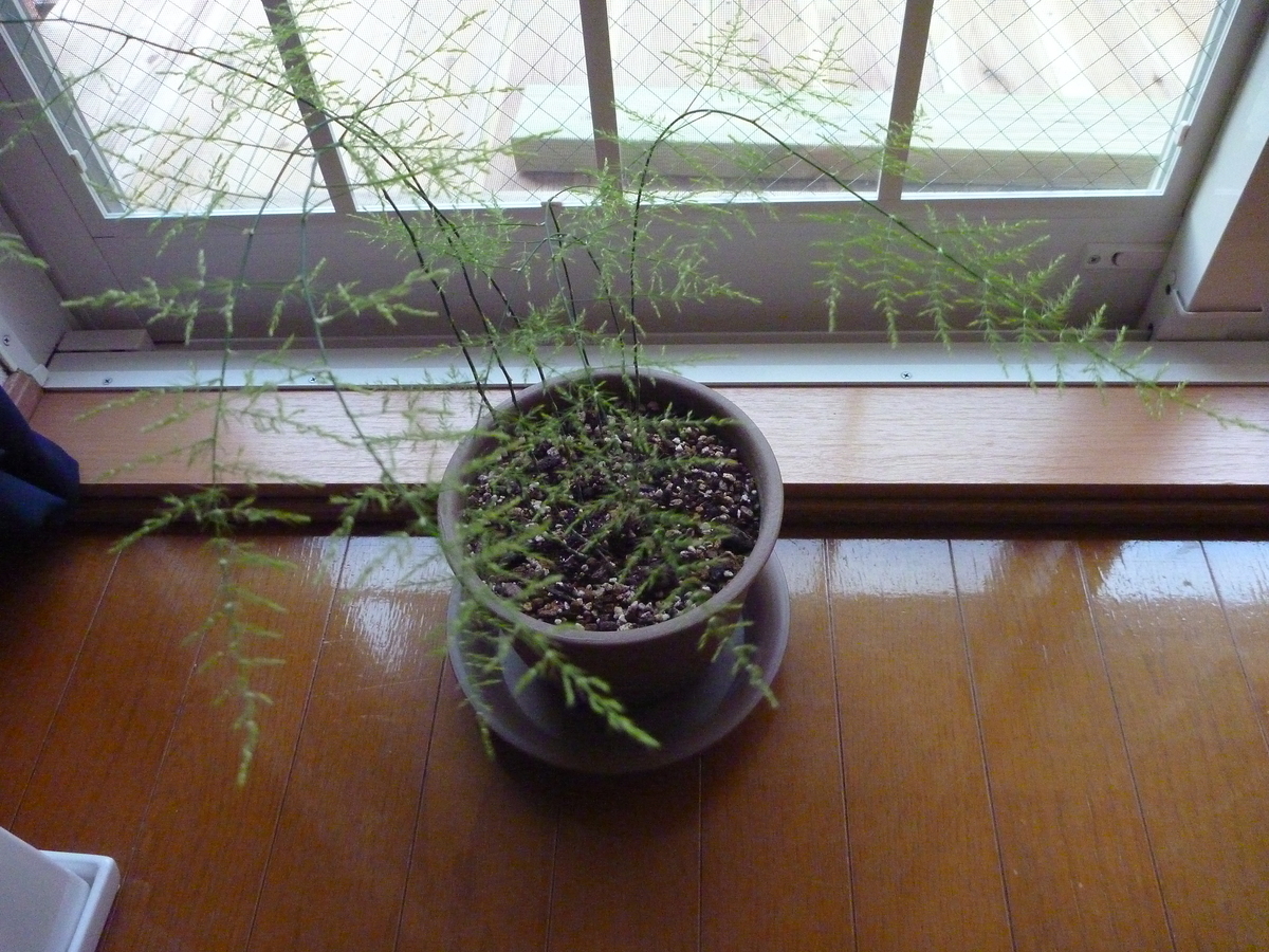 f:id:verandarosegarden:20190319064057j:plain f:id:verandarosegarden:20190319064057j:plain