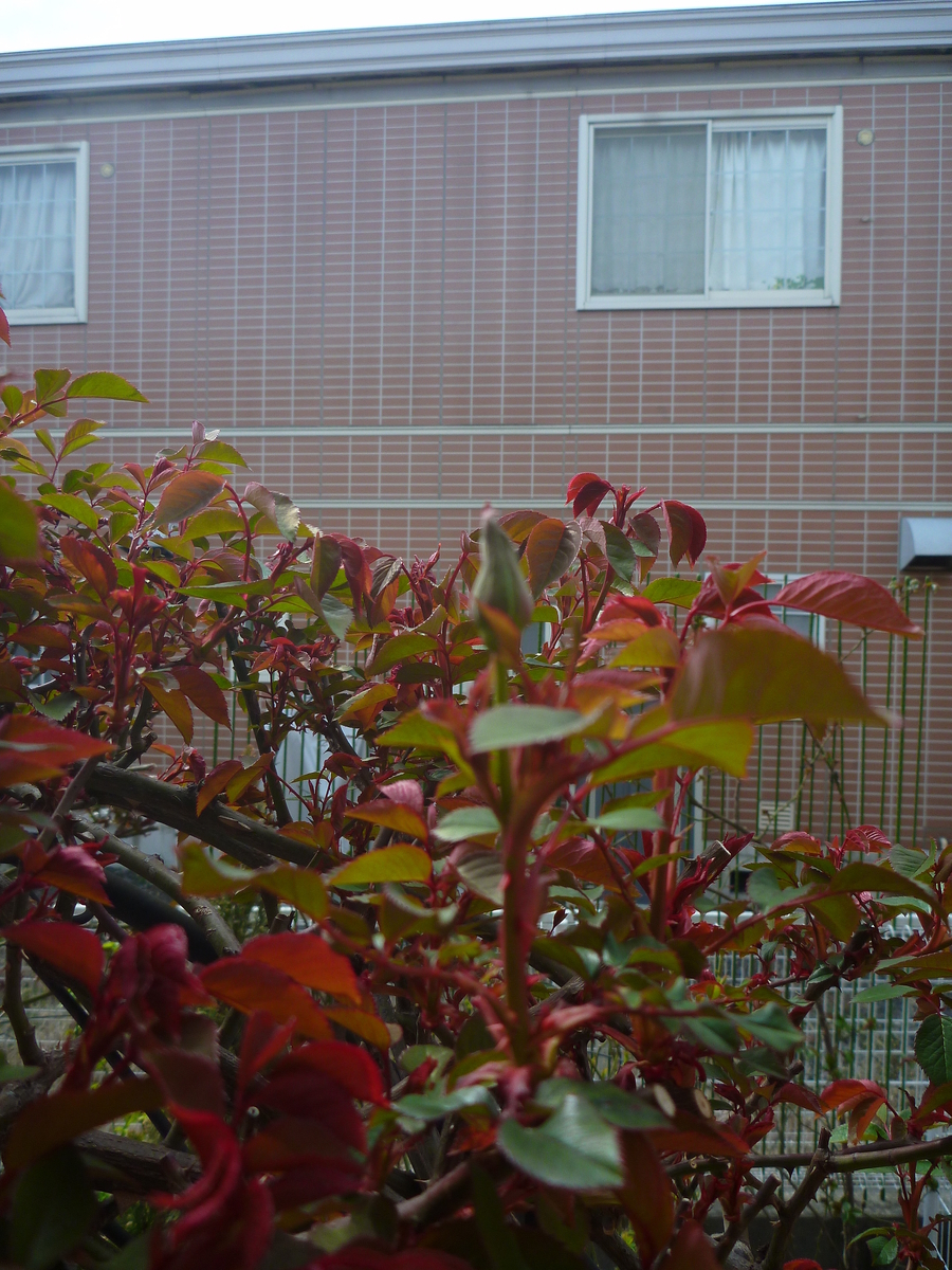 f:id:verandarosegarden:20190320075222j:plain f:id:verandarosegarden:20190320075222j:plain