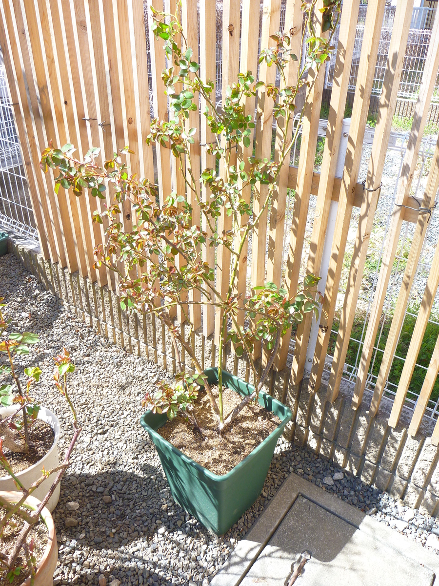 f:id:verandarosegarden:20190320093226j:plain f:id:verandarosegarden:20190320093226j:plain