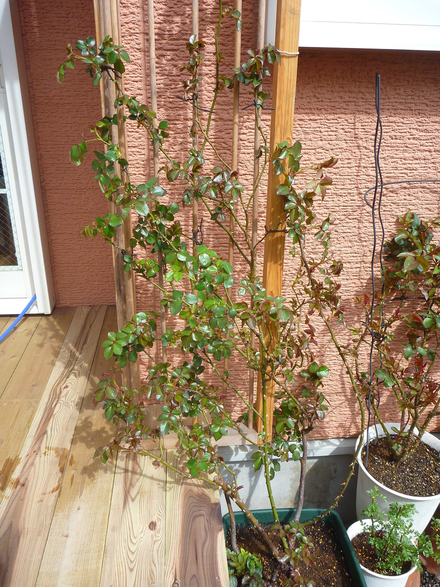 f:id:verandarosegarden:20190320100933j:plain f:id:verandarosegarden:20190320100933j:plain