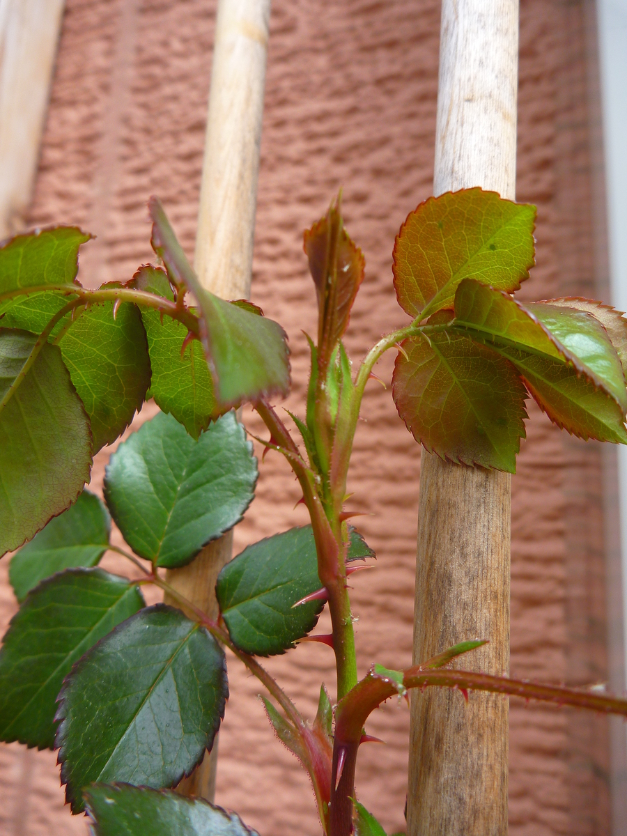 f:id:verandarosegarden:20190320101026j:plain f:id:verandarosegarden:20190320101026j:plain