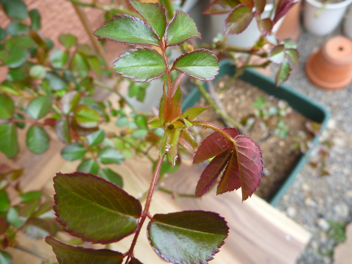 f:id:verandarosegarden:20190320101118j:plain