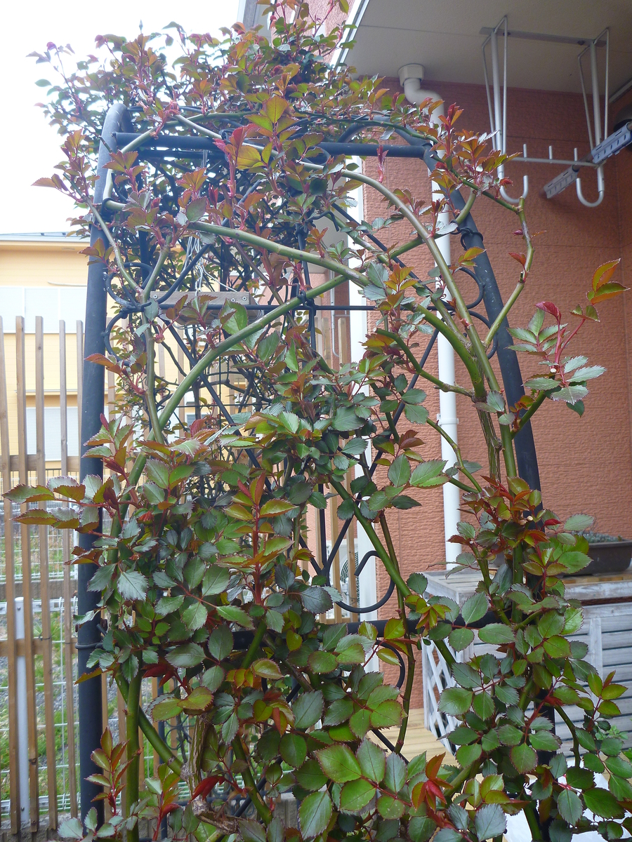 f:id:verandarosegarden:20190326081732j:plain f:id:verandarosegarden:20190326081732j:plain