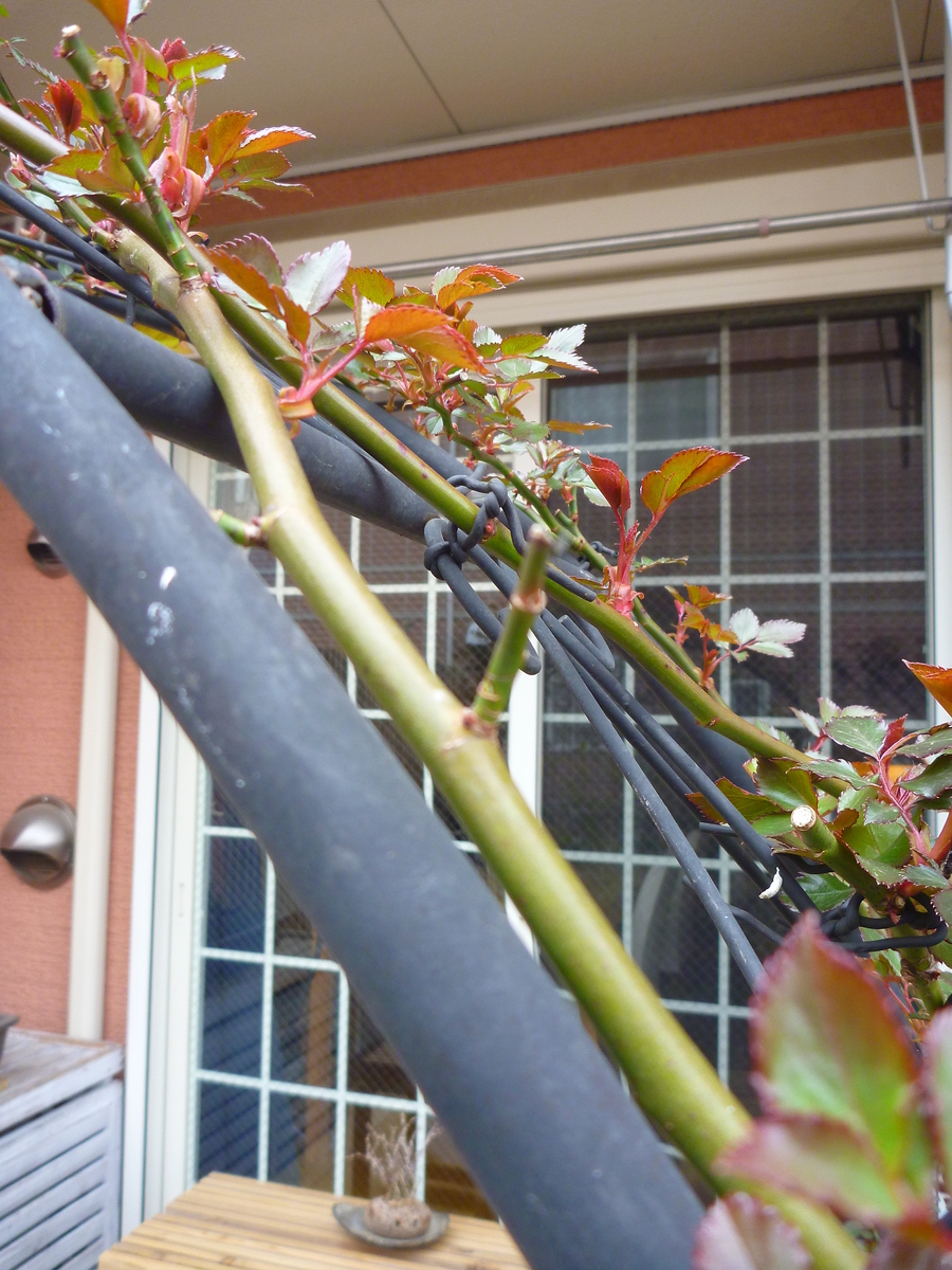 f:id:verandarosegarden:20190326082038j:plain f:id:verandarosegarden:20190326082038j:plain