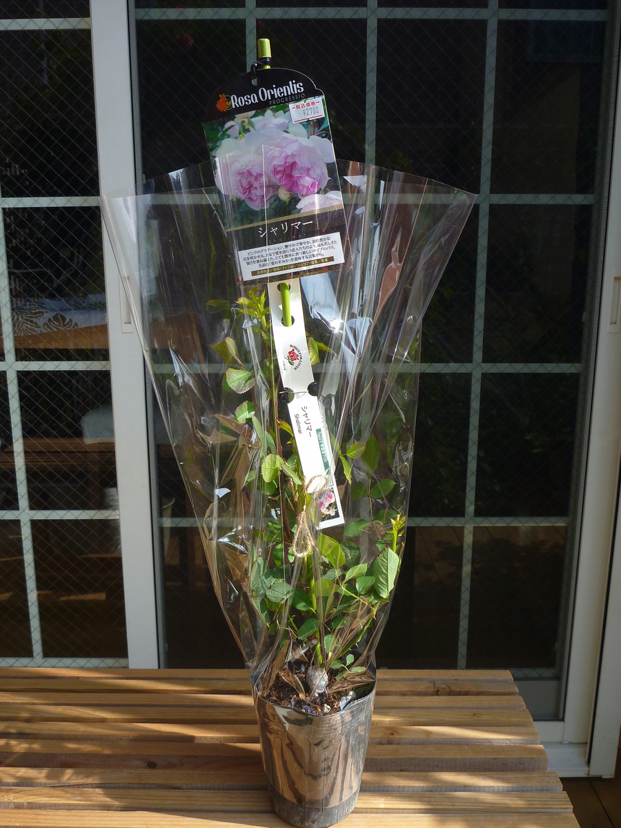 f:id:verandarosegarden:20190421091708j:plain f:id:verandarosegarden:20190421091708j:plain