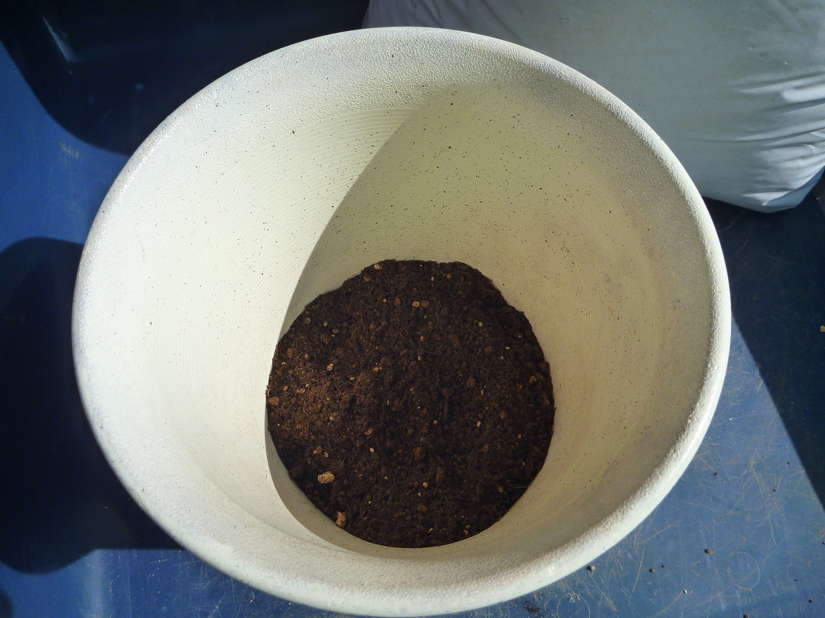 f:id:verandarosegarden:20190421093229j:plain f:id:verandarosegarden:20190421093229j:plain