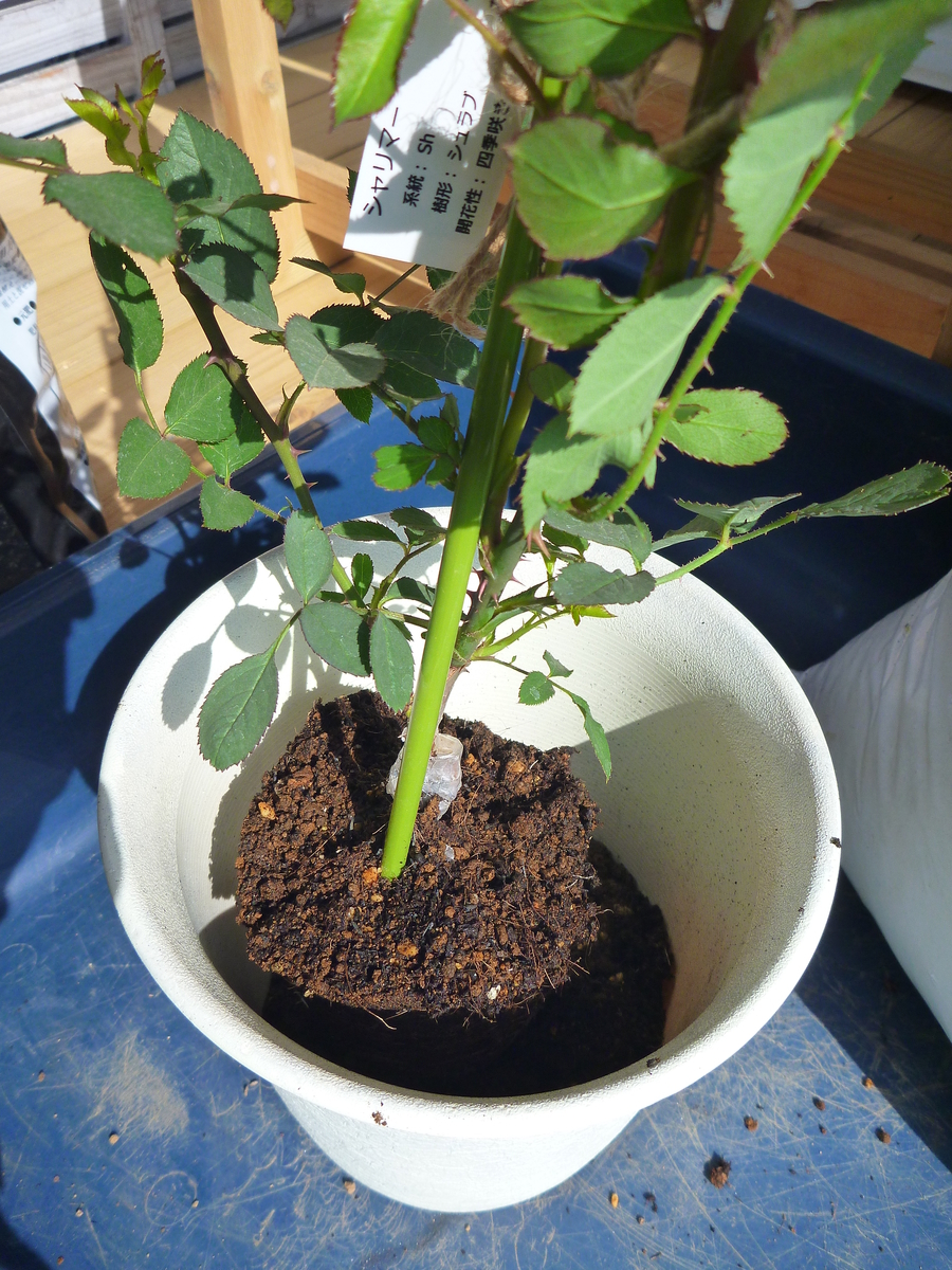 f:id:verandarosegarden:20190421093819j:plain f:id:verandarosegarden:20190421093819j:plain