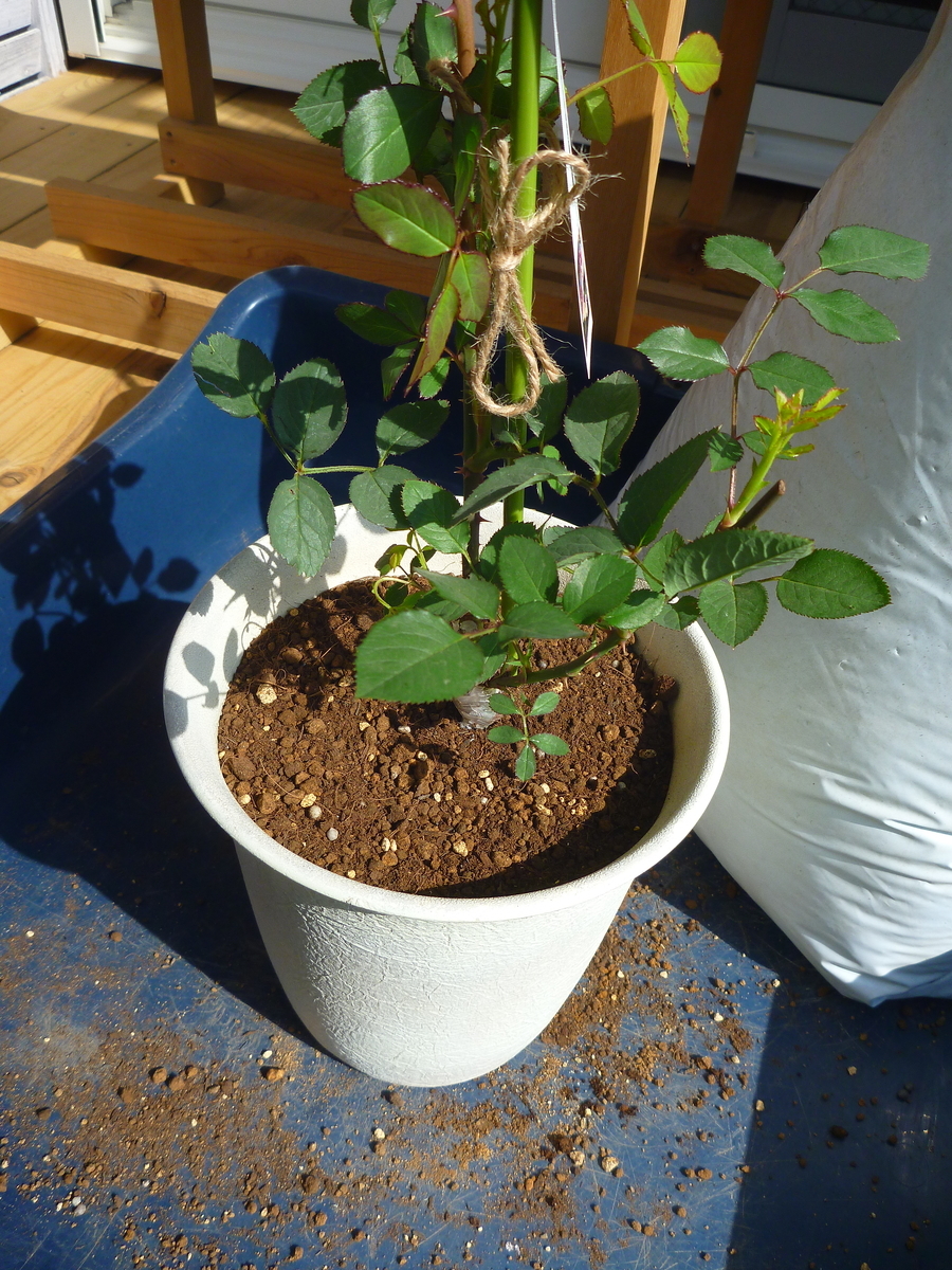 f:id:verandarosegarden:20190421094109j:plain f:id:verandarosegarden:20190421094109j:plain
