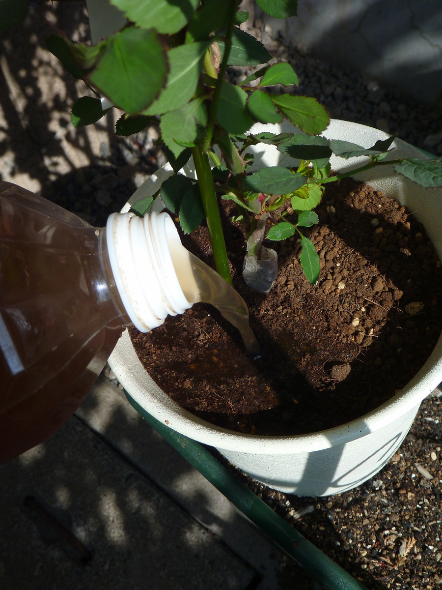 f:id:verandarosegarden:20190421094912j:plain f:id:verandarosegarden:20190421094912j:plain