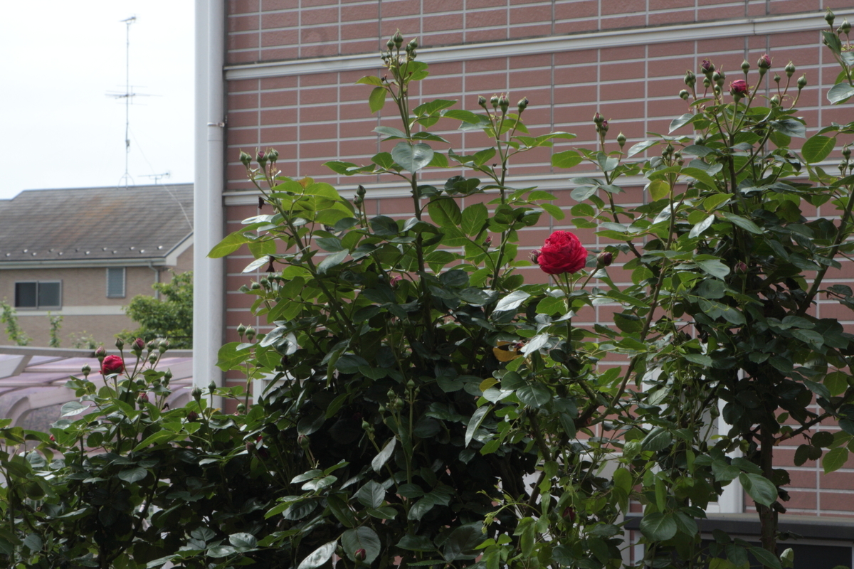 f:id:verandarosegarden:20190509095514j:plain