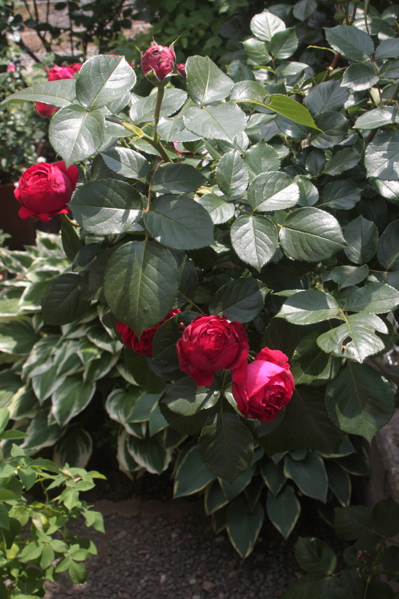 f:id:verandarosegarden:20190512105435j:plain