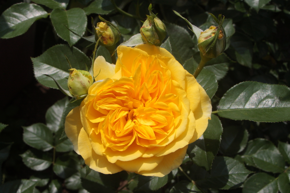 f:id:verandarosegarden:20190514070229j:plain f:id:verandarosegarden:20190514070229j:plain