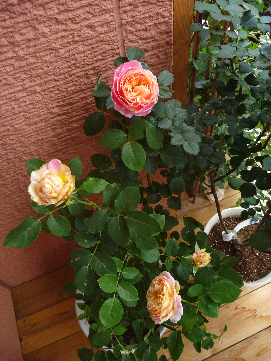 f:id:verandarosegarden:20190514072313j:plain f:id:verandarosegarden:20190514072313j:plain