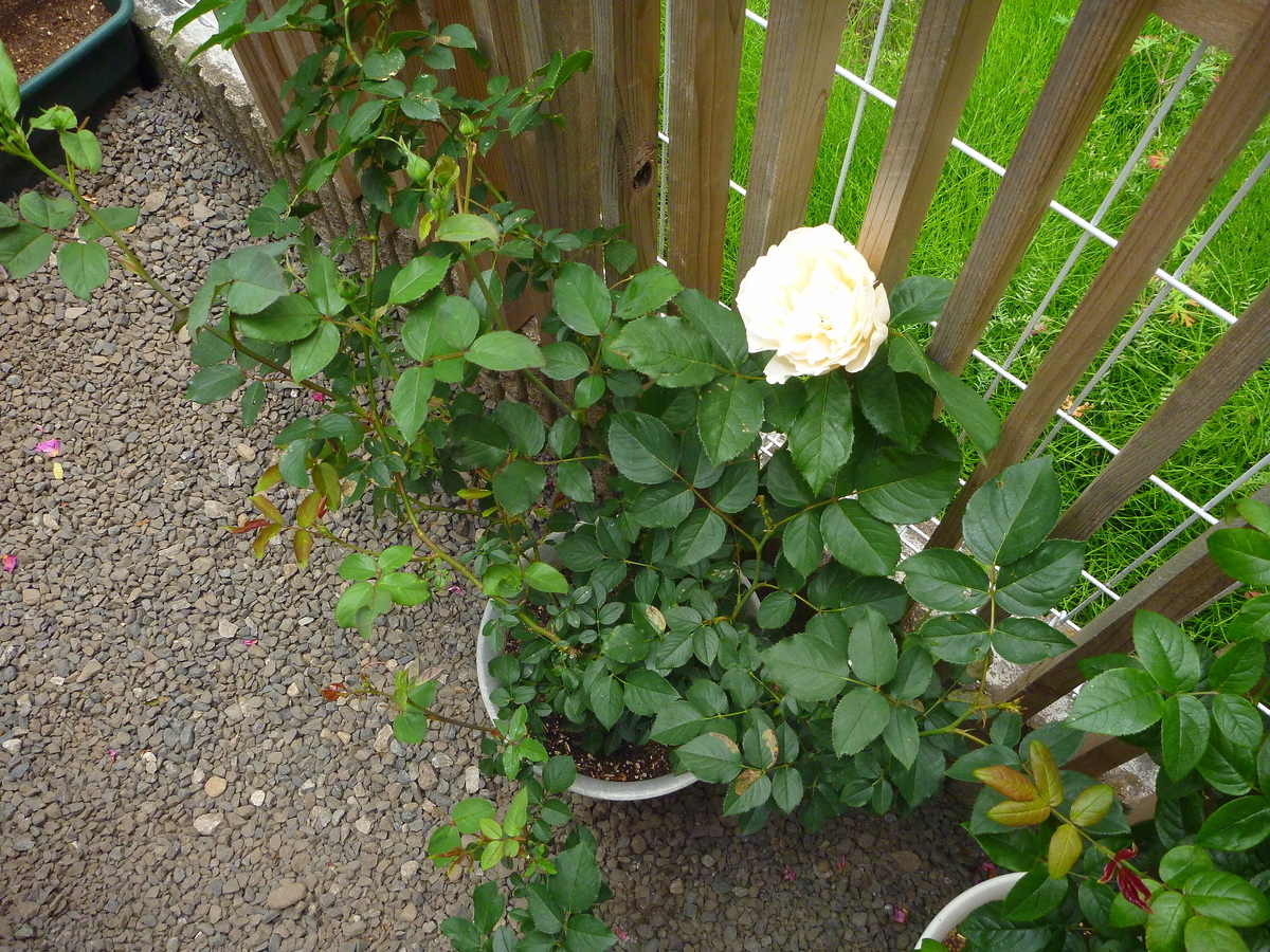f:id:verandarosegarden:20190514073744j:plain f:id:verandarosegarden:20190514073744j:plain