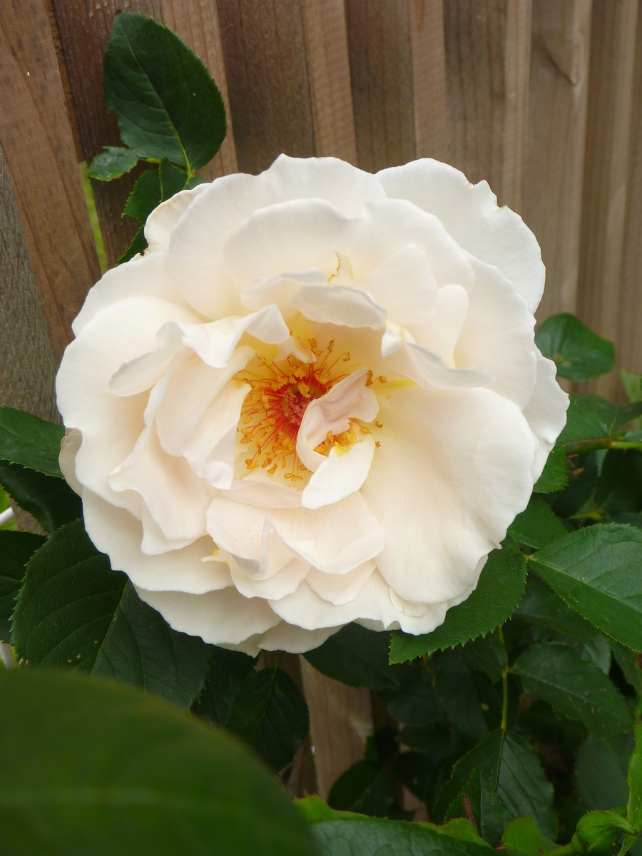 f:id:verandarosegarden:20190516192750j:plain f:id:verandarosegarden:20190516192750j:plain