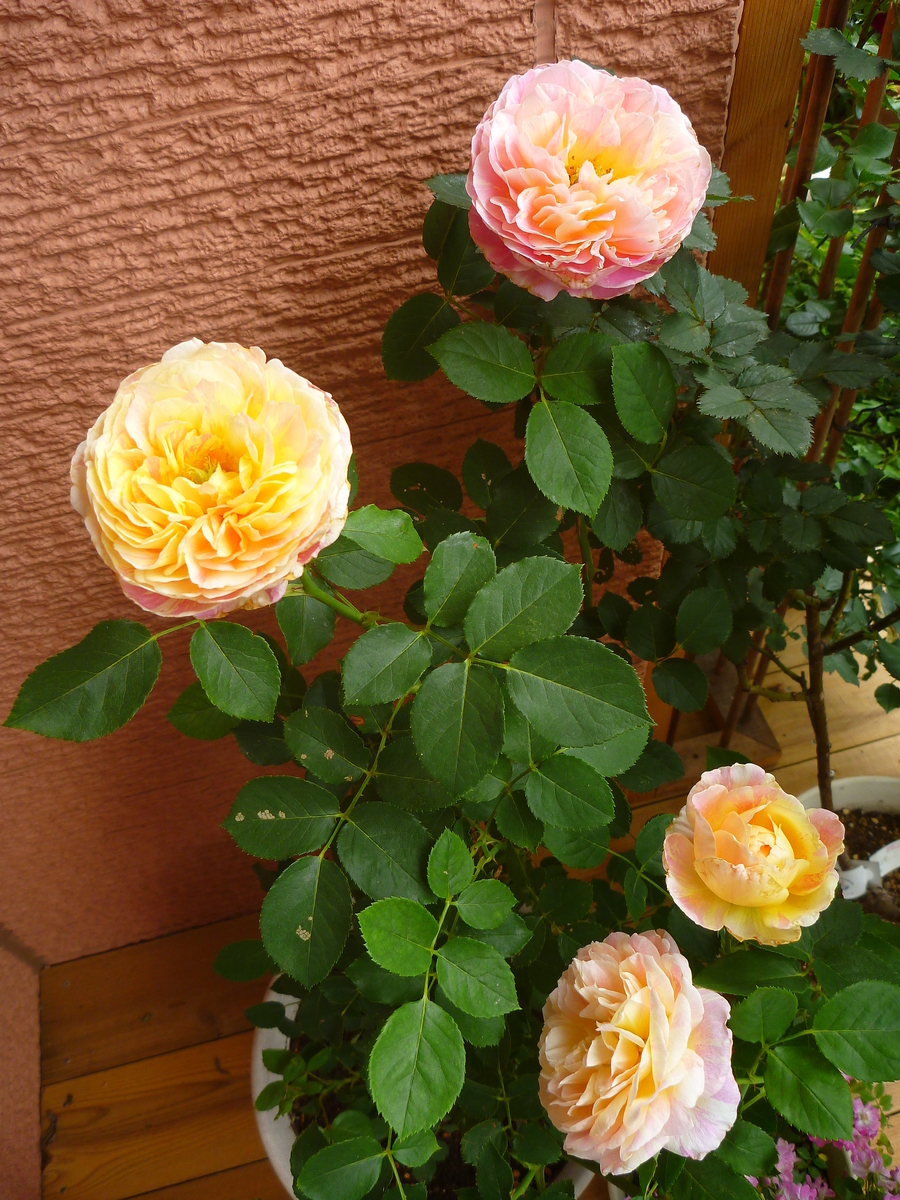 f:id:verandarosegarden:20190517053211j:plain f:id:verandarosegarden:20190517053211j:plain