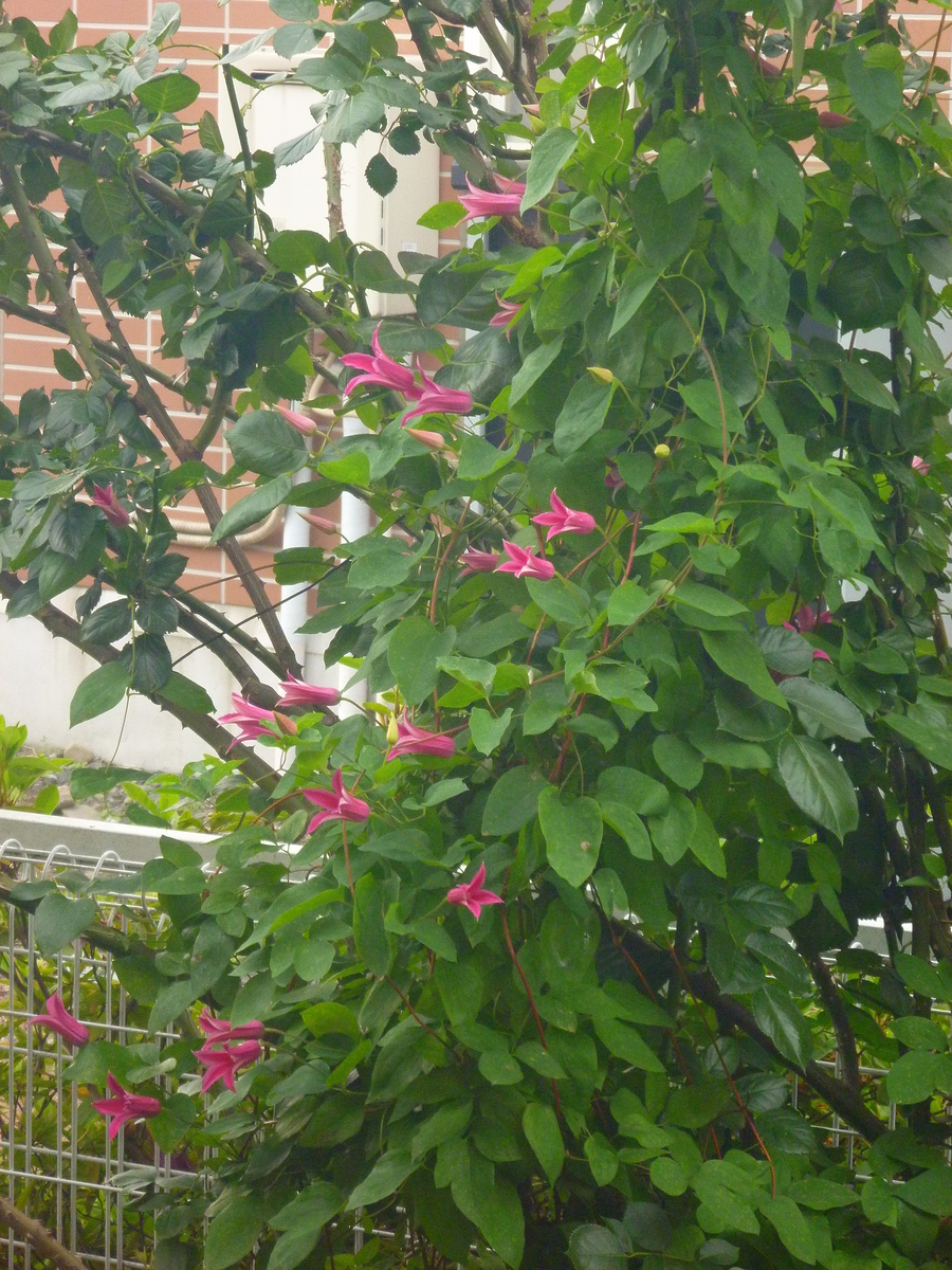 f:id:verandarosegarden:20190528085524j:plain