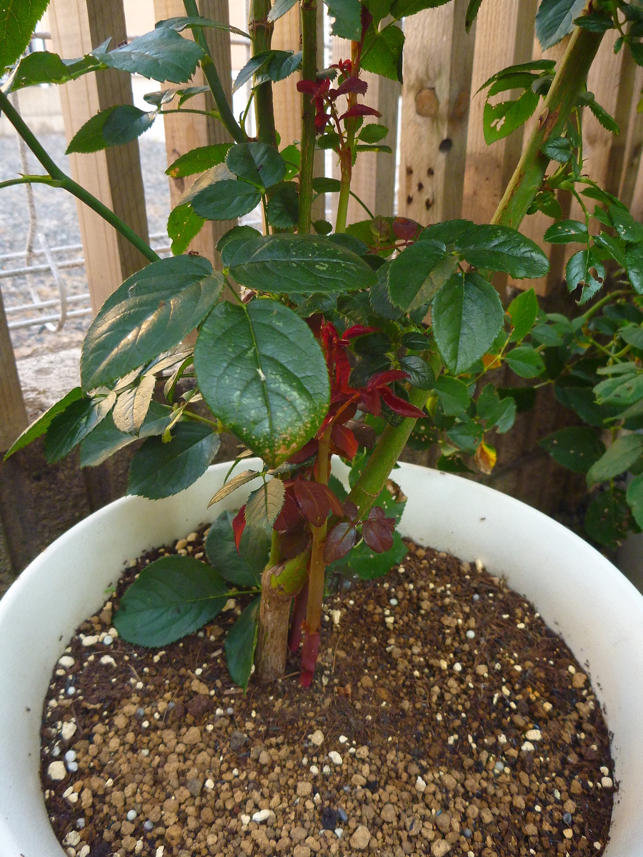 f:id:verandarosegarden:20190601220612j:plain