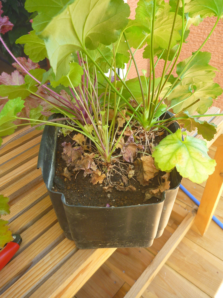 f:id:verandarosegarden:20190624172149j:plain