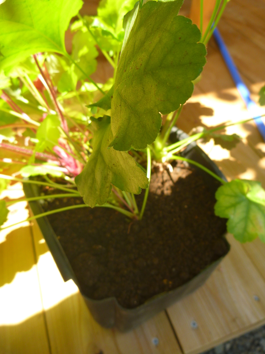 f:id:verandarosegarden:20190624172402j:plain