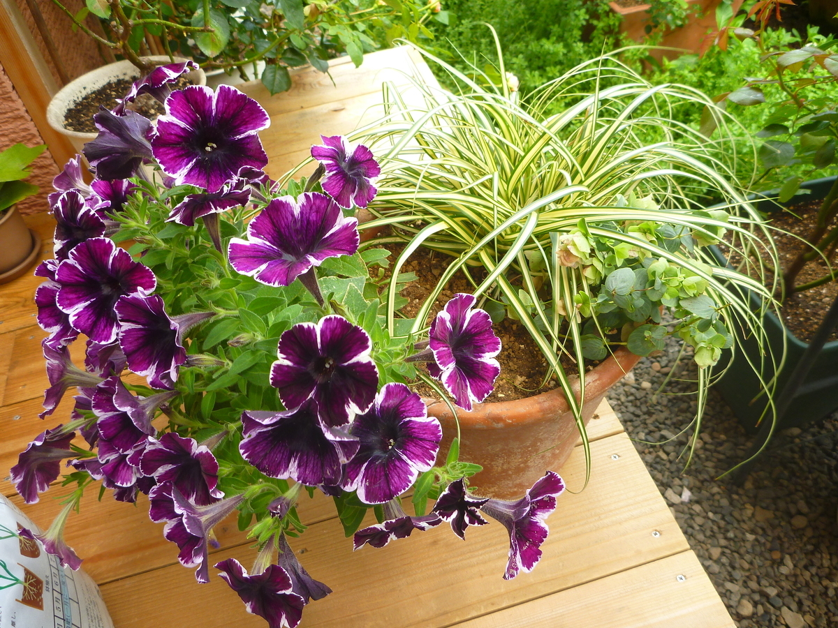 f:id:verandarosegarden:20190624172444j:plain