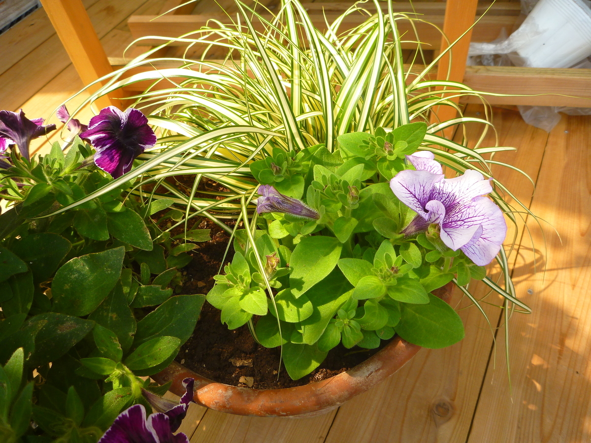 f:id:verandarosegarden:20190624172519j:plain