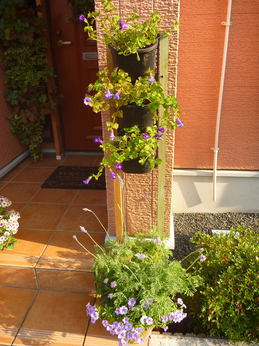 f:id:verandarosegarden:20190627064619j:plain f:id:verandarosegarden:20190627064619j:plain