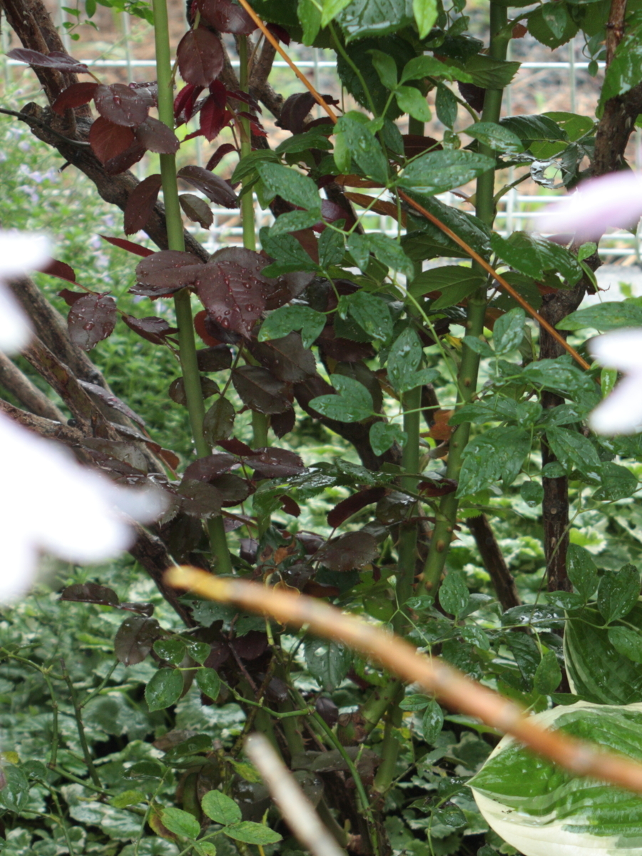 f:id:verandarosegarden:20190701084109j:plain f:id:verandarosegarden:20190701084109j:plain