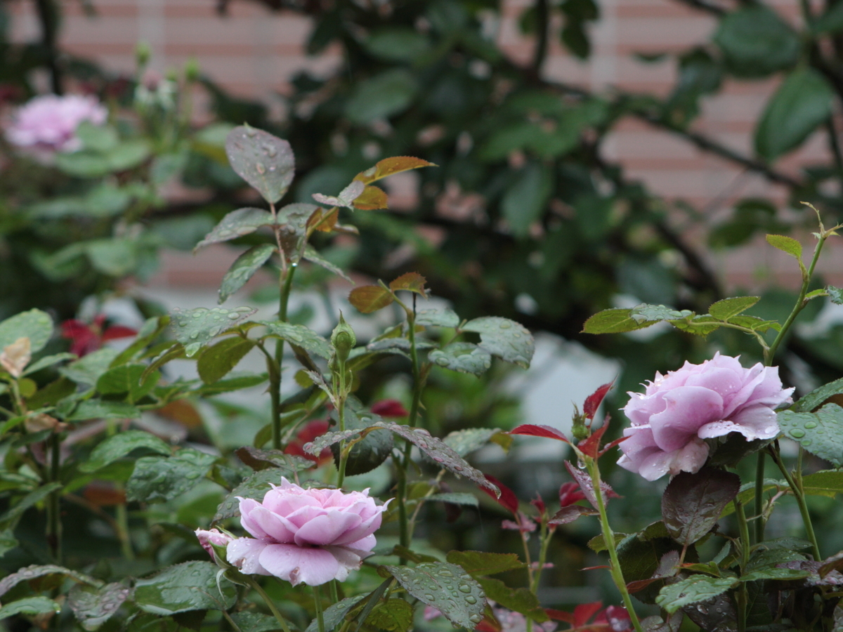 f:id:verandarosegarden:20190701084711j:plain f:id:verandarosegarden:20190701084711j:plain