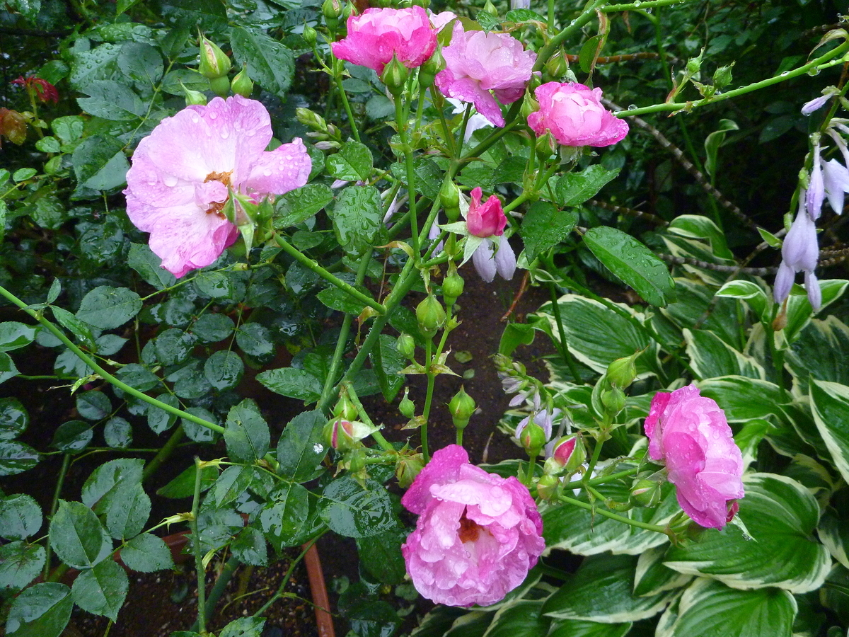 f:id:verandarosegarden:20190702100326j:plain f:id:verandarosegarden:20190702100326j:plain