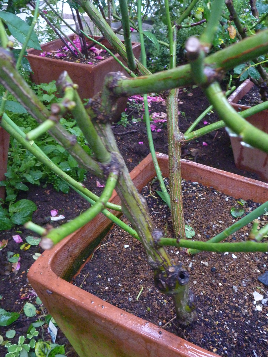 f:id:verandarosegarden:20190702100434j:plain f:id:verandarosegarden:20190702100434j:plain