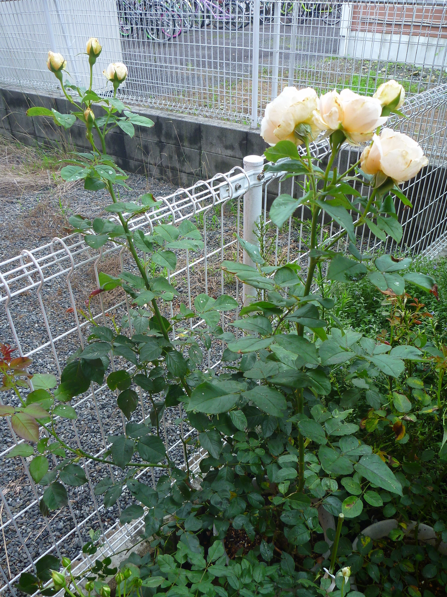 f:id:verandarosegarden:20190706194347j:plain f:id:verandarosegarden:20190706194347j:plain