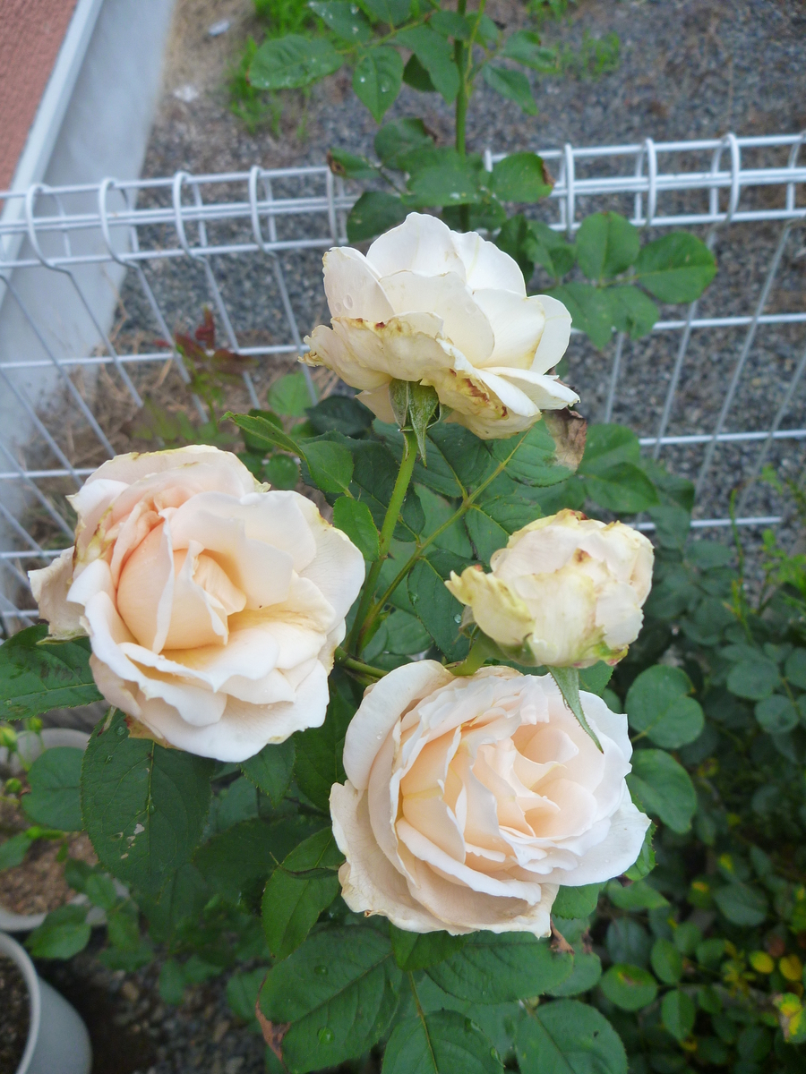 f:id:verandarosegarden:20190706194600j:plain f:id:verandarosegarden:20190706194600j:plain