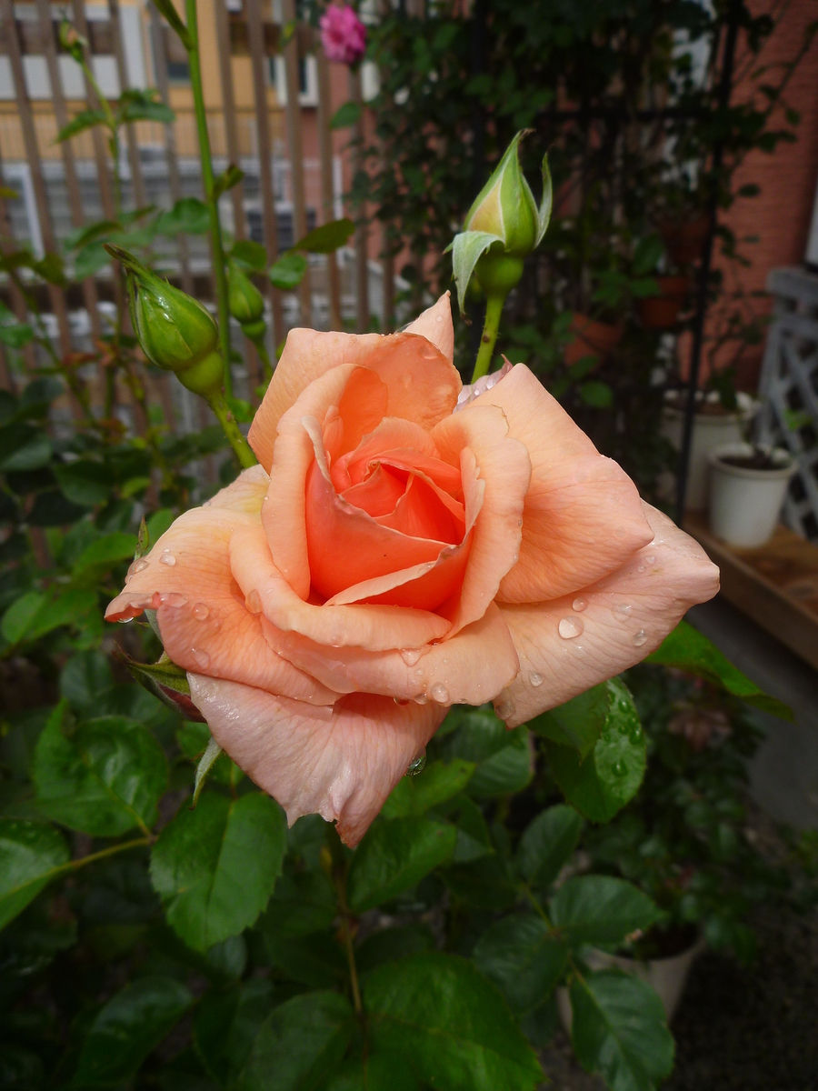 f:id:verandarosegarden:20190708130759j:plain f:id:verandarosegarden:20190708130759j:plain