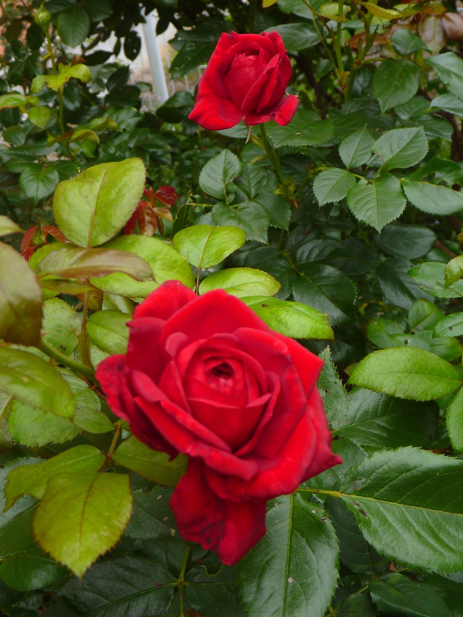 f:id:verandarosegarden:20190710101355j:plain f:id:verandarosegarden:20190710101355j:plain