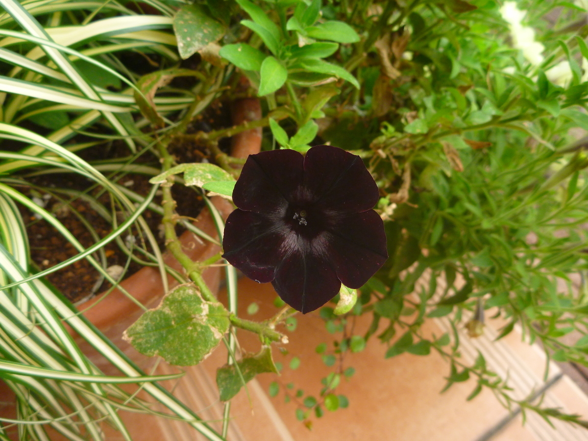 f:id:verandarosegarden:20190714152645j:plain