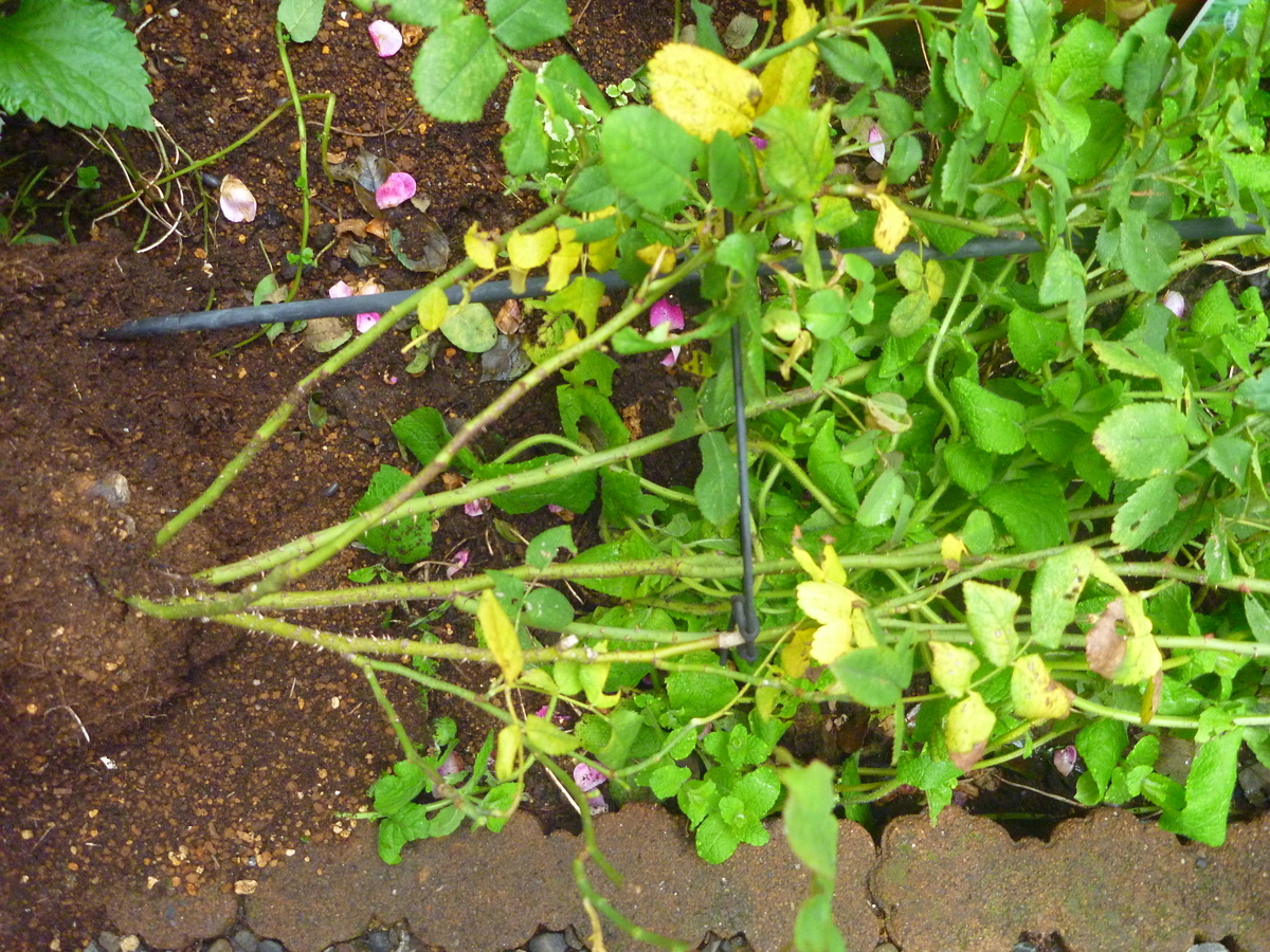 f:id:verandarosegarden:20190728072401j:plain f:id:verandarosegarden:20190728072401j:plain