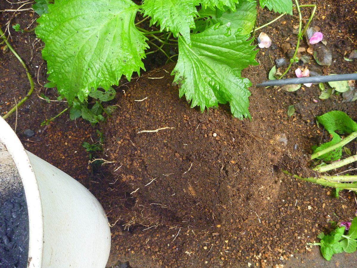 f:id:verandarosegarden:20190728072541j:plain f:id:verandarosegarden:20190728072541j:plain