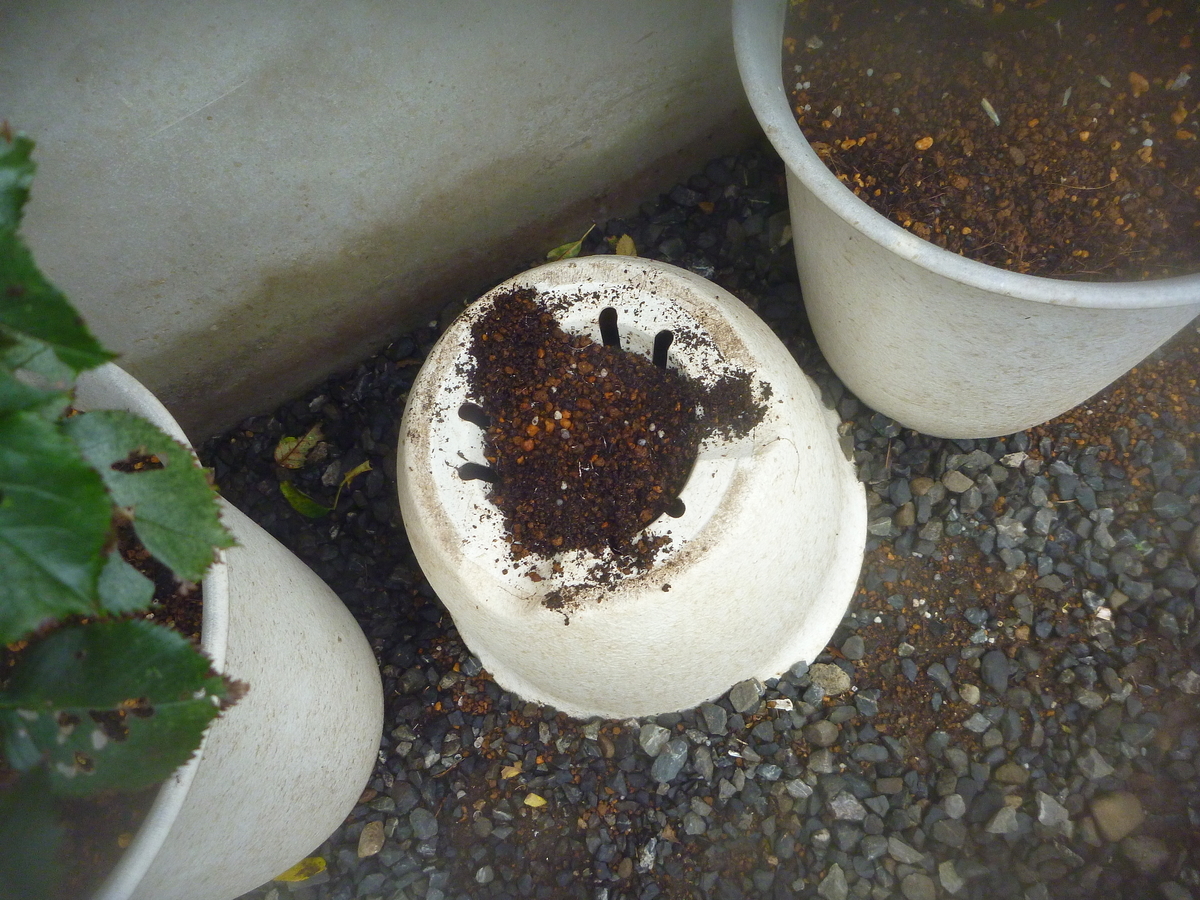 f:id:verandarosegarden:20190728072724j:plain f:id:verandarosegarden:20190728072724j:plain
