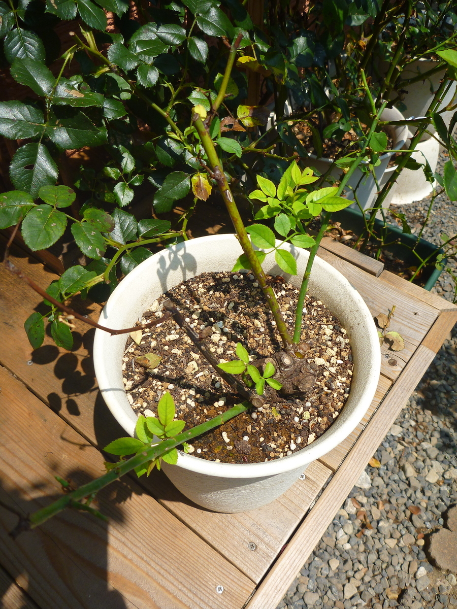 f:id:verandarosegarden:20190803213307j:plain f:id:verandarosegarden:20190803213307j:plain