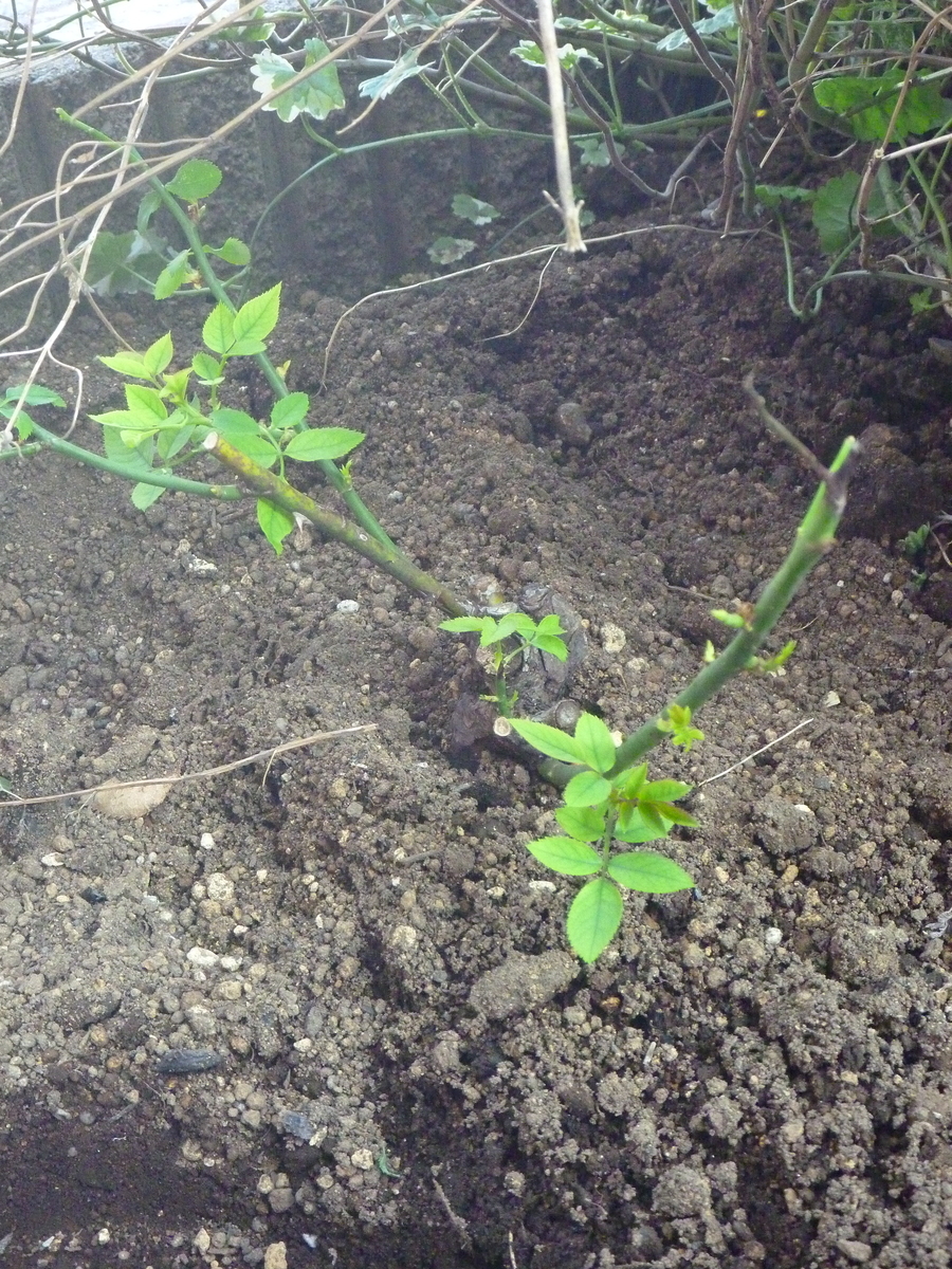 f:id:verandarosegarden:20190803213736j:plain f:id:verandarosegarden:20190803213736j:plain